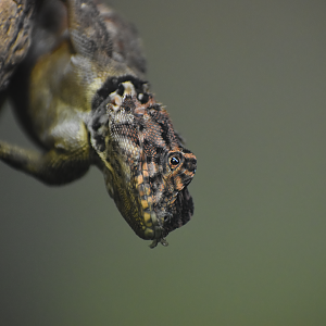 Collared Tree Lizard (Plica plica)
