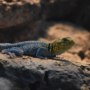 Eastern Collared Lizard (Crotaphytus collaris)