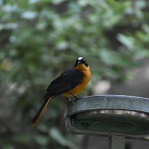 Snowy-crowned Robin-chat (Cossypha niveicapilla)