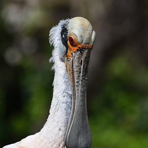 Roseate Spoonbill (Platalea ajaja)