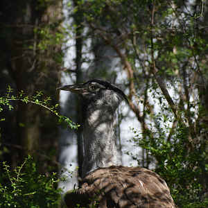 Kori Bustard (Ardeotis kori)