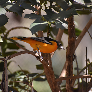 Baltimore Oriole (Icterus galbula)