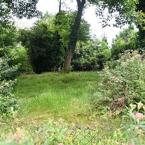 Darwin's Rhea exhibit