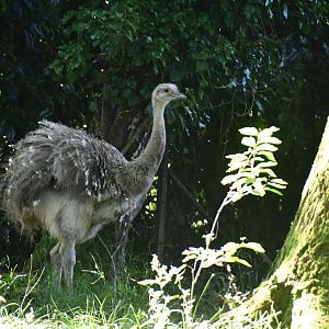 Darwin's Rhea
