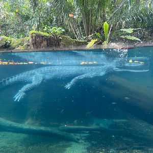 Indian gharial