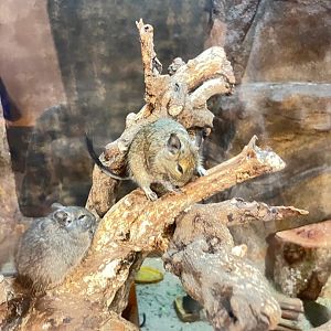 Degu