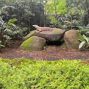 Taro the Komodo Dragon