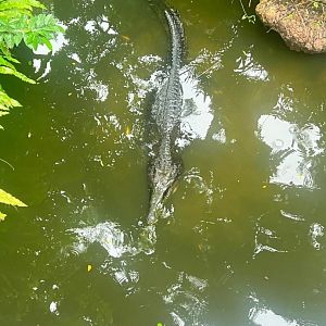 False Gharial