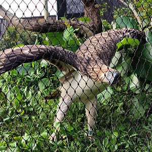 Philippine Eagle