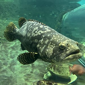 Giant grouper