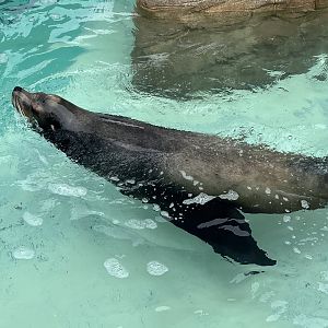 California Sea Lion
