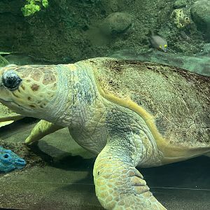 Loggerhead Sea Turtle