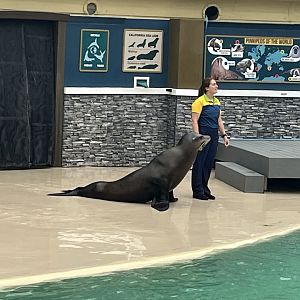 California Sea Lion and Trainer