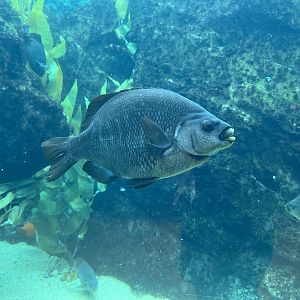 Black Surfperch