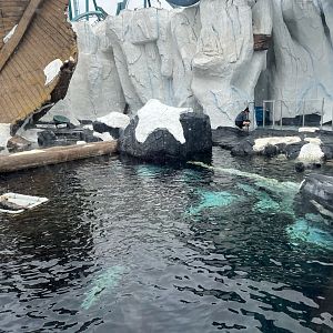 Southern Sea Otter Exhibit