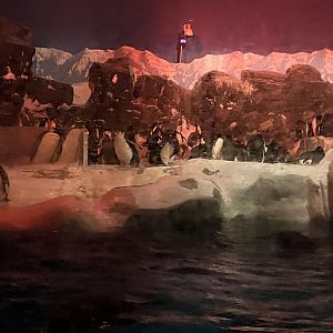 Penguin Exhibit