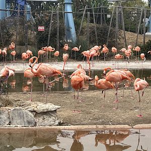 Caribbean Flamingos