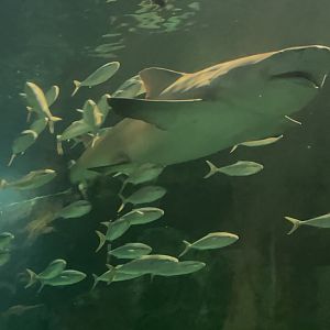 Lemon Shark