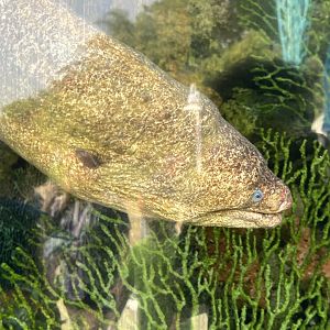 California Moray Eel
