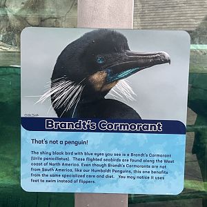 Brandt’s Cormorant Sign