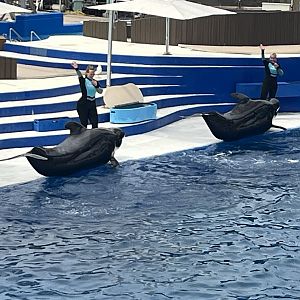 Short-Finned Pilot Whale