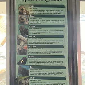 Sea Otter Signage