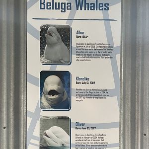 Beluga Signage