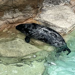 Harbor Seal