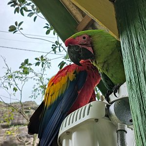Great Green and Scarlet Macaw