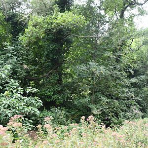 First Red Panda exhibit
