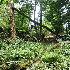 Red Panda/Indian Muntjac/Binturong exhibit
