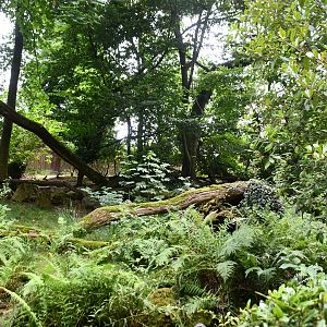 Red Panda/Indian Muntjac/Binturong exhibit