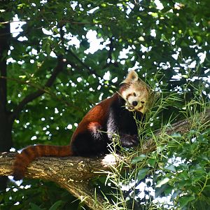 Red Panda