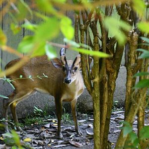 Indian Muntjac