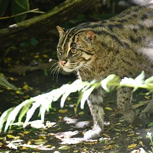 Fishing Cat