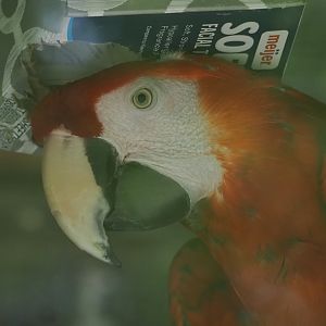 Scarlet Macaw