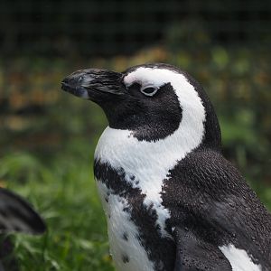 African Penguin