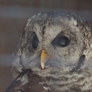 Barred Owl