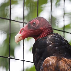 Turkey Vulture