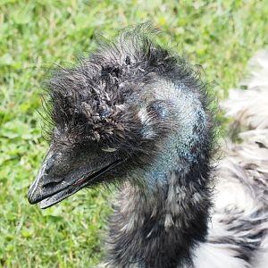 Emu