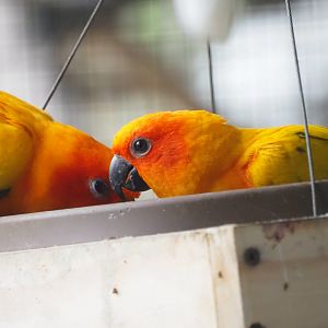 Sun Conures