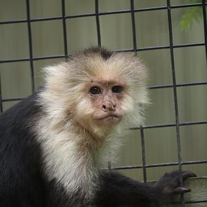 White-Faced Capuchin Monkey 1