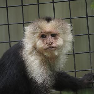 White-Faced Capuchin Monkey 2