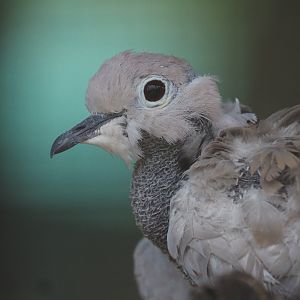 Eurasian Collared Dove