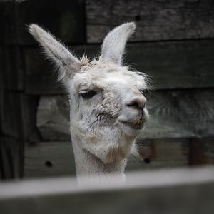 Llama