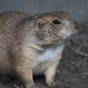 Black-Tailed Prairie Dog 1
