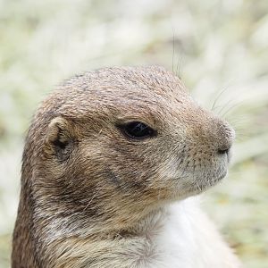 Black-Tailed Prairie Dog 2