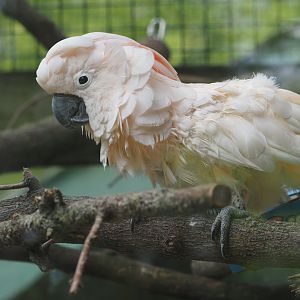 Moluccan Cockatoo