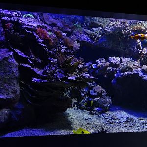 Haus der Natur Salzburg: Medium coral reef tank