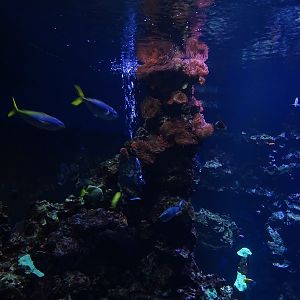 Haus der Natur Salzburg: Large coral reef tank